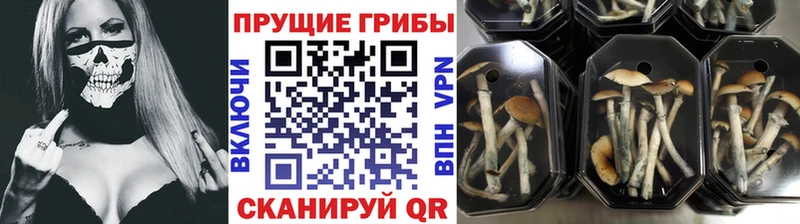 Псилоцибиновые грибы Psilocybe  даркнет сайт  Курчатов 
